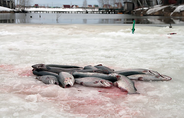 Image showing Winter fishing.