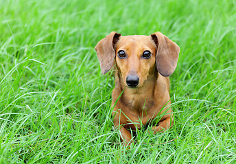 Image showing Brown dachshund dog