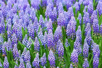 Image showing flower, muscari botryoides