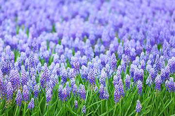 Image showing flower, muscari botryoides