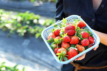 Image showing Fresh picked strawberry