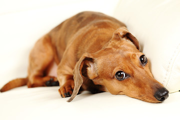 Image showing dachshund dog on sofa