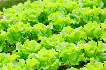 Image showing lettuce plant in field