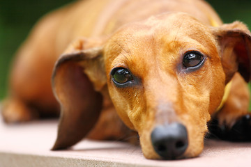 Image showing dachshund dog