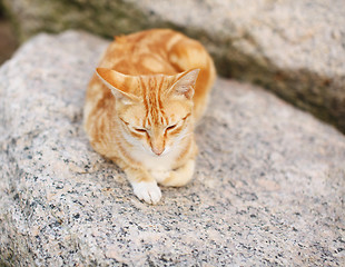 Image showing Street cat