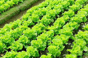 Image showing lettuce plant in field