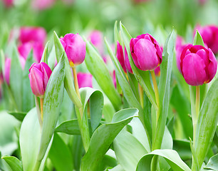 Image showing colorful tulips