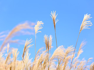 Image showing grass in autumn