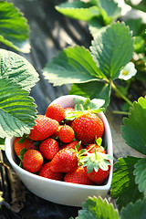 Image showing strawberry in heart shape bowl