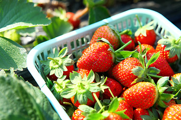 Image showing Fresh picked strawberry