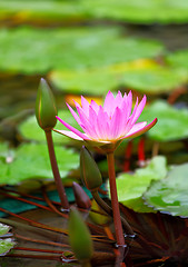 Image showing Lotus flower