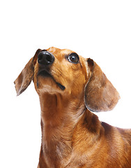 Image showing dachshund dog looking up