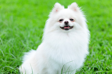 Image showing white pomeranian dog