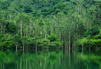 Image showing Forest lake