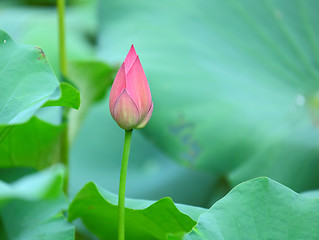 Image showing lotus bud