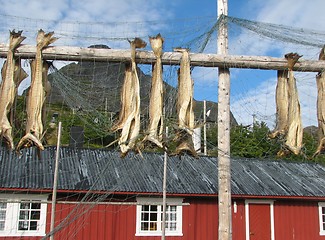 Image showing Stock-fish