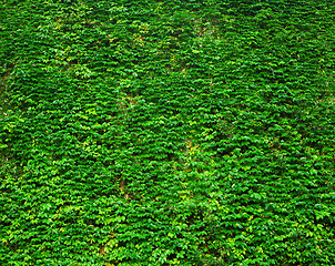 Image showing Green Wall