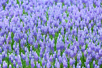 Image showing flower, muscari botryoides