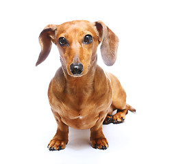 Image showing Dachshund Dog