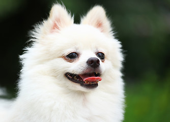 Image showing White Pomeranian dog