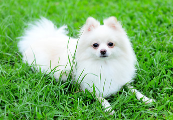 Image showing white pomeranian dog