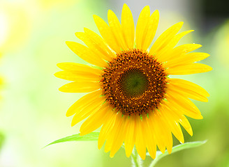 Image showing Sunflower