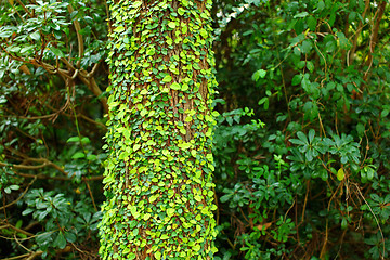 Image showing Ivy on tree bark