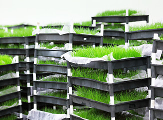 Image showing Green grass in tray