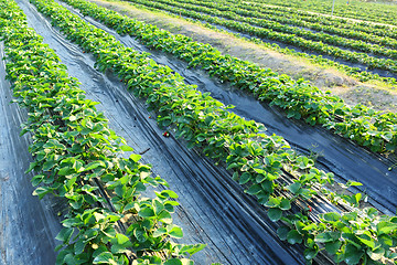 Image showing strawberry field