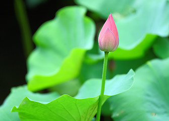 Image showing lotus bud