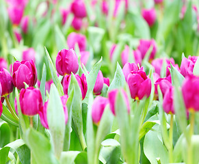 Image showing colorful tulips