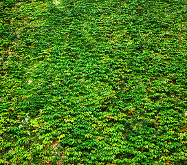 Image showing ivy green wall