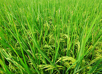 Image showing Asia paddy field