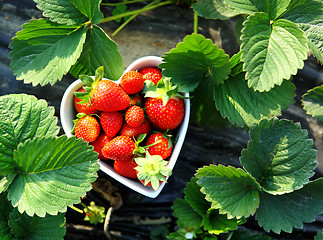 Image showing Strawberry in heart shape bowl