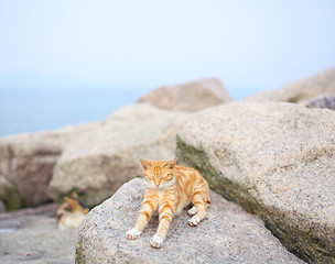 Image showing Street cat