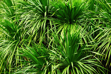 Image showing Fresh green leaf