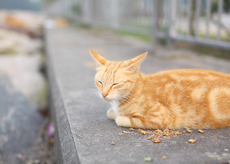 Image showing Street cat