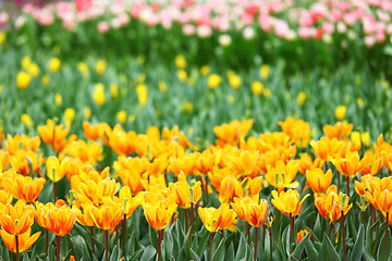 Image showing colorful tulips