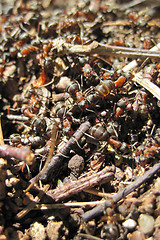 Image showing ant colony