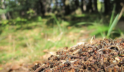 Image showing ant colony