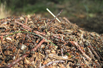 Image showing ant colony