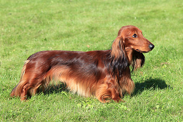 Image showing Dachshund Standard Long-haired Red dog 