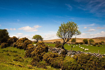 Image showing On the pasture in Dartmoor