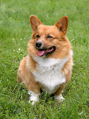 Image showing Welsh Corgi Cardigan dog 