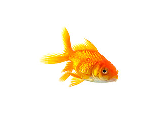 Image showing Goldfish