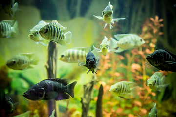 Image showing Ttropical freshwater aquarium with fishes