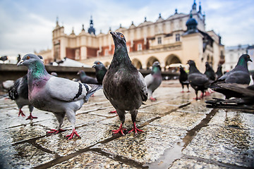 Image showing A lot of doves in Krakow old city.