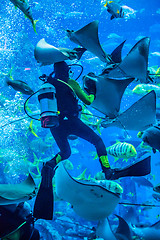 Image showing Huge aquarium in Dubai. Diver feeding fishes.