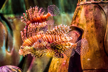 Image showing Close up view of a venomous Red lionfish