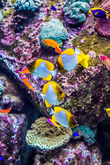 Image showing Aquarium tropical fish on a coral reef